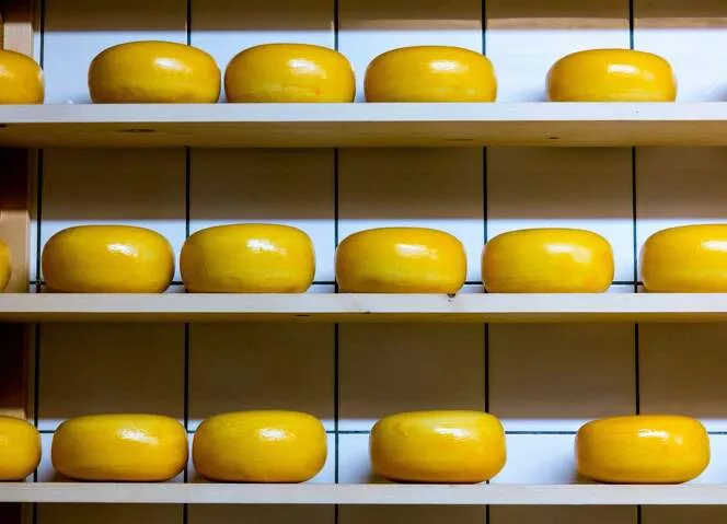 gouda protéines