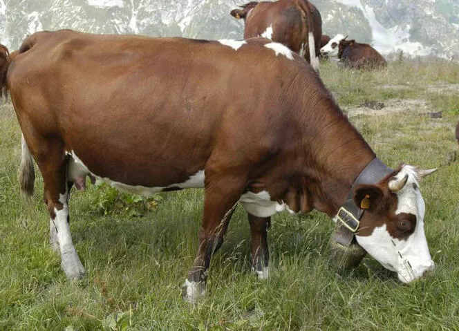 vache montagnarde abondance