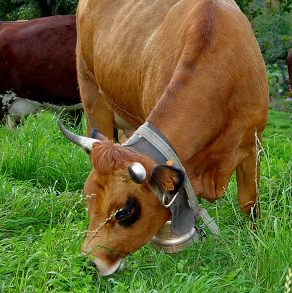 Vache de montagne Tarine