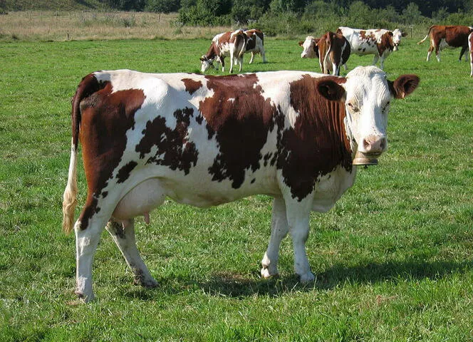 vache montbéliarde de montagne