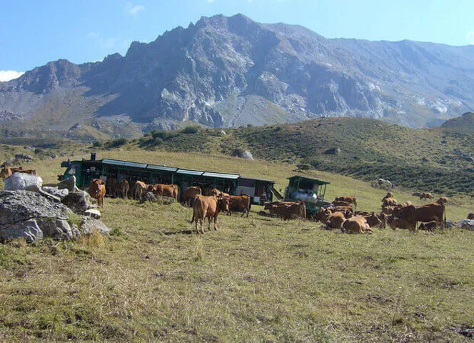 fromages d'alpage