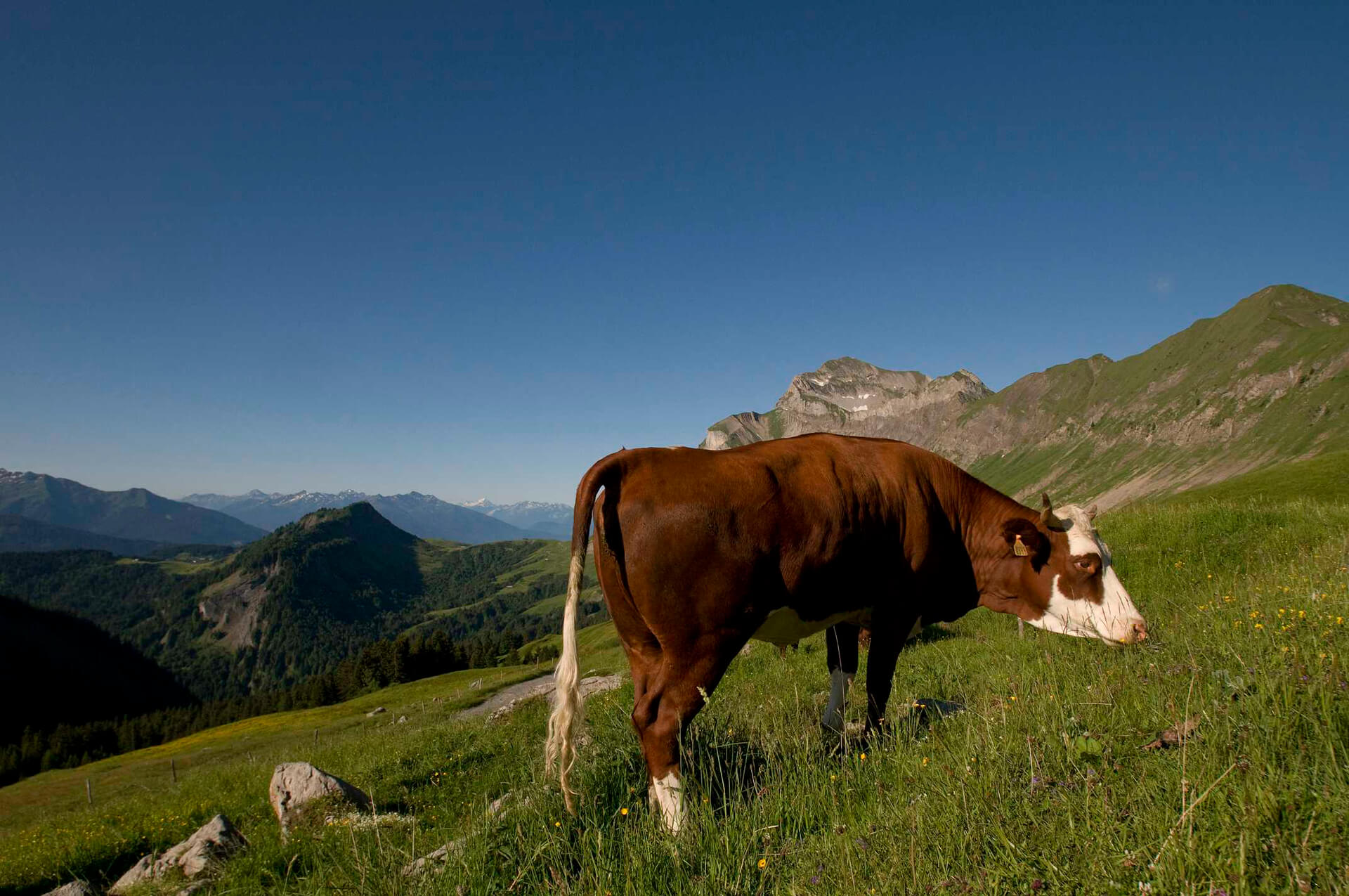 vache montagnarde abondance