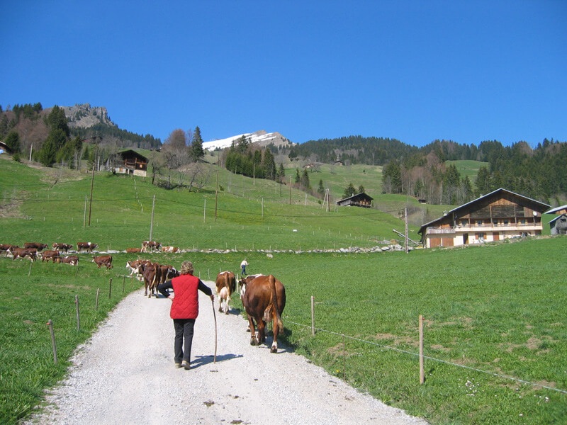 alpage éleveur savoie