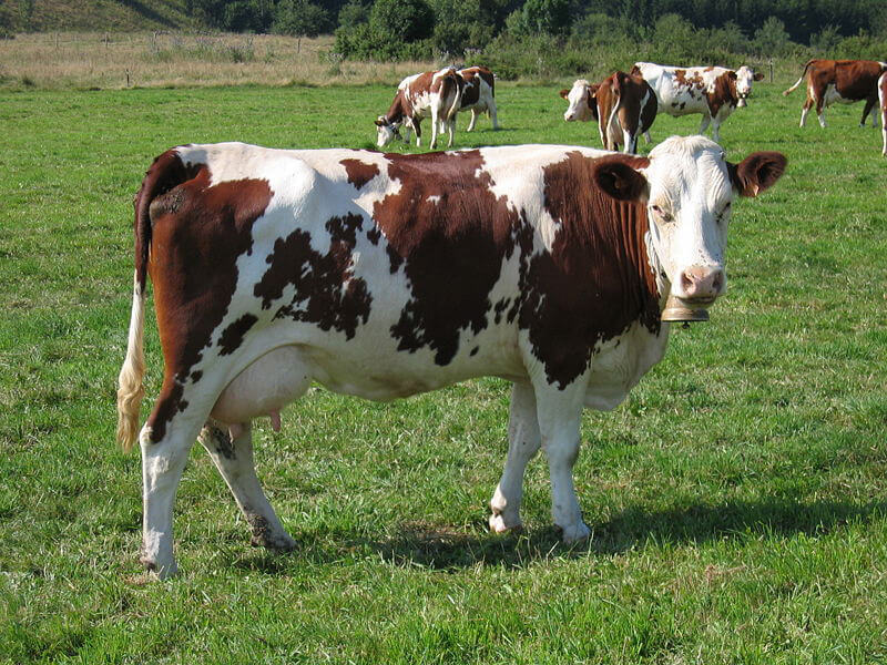 vache montbéliarde de montagne