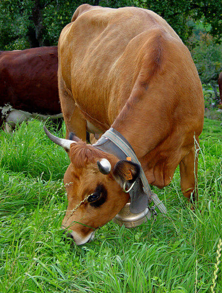 Vache de montagne Tarine