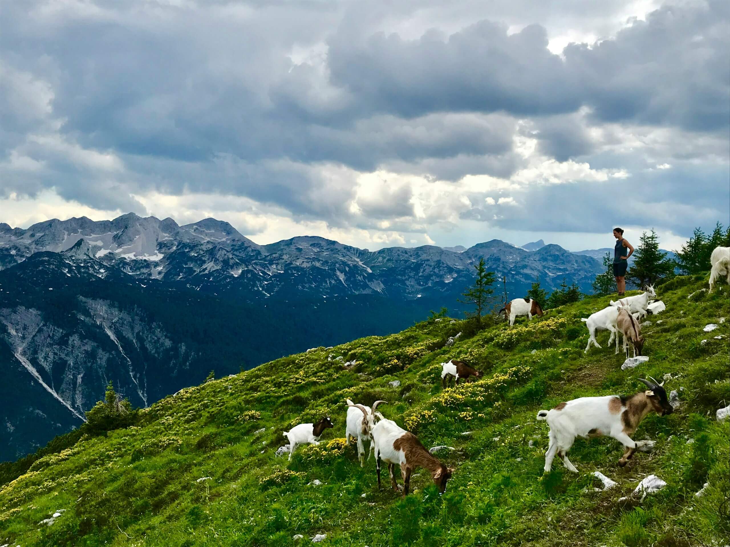 chèvres de savoie