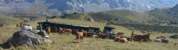 fromages d'alpage